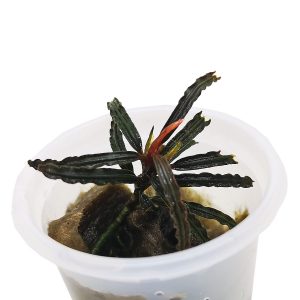 Bucephalandra Rosemary