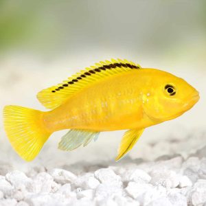 Labidochromis caeruleus – Limon – M’buna